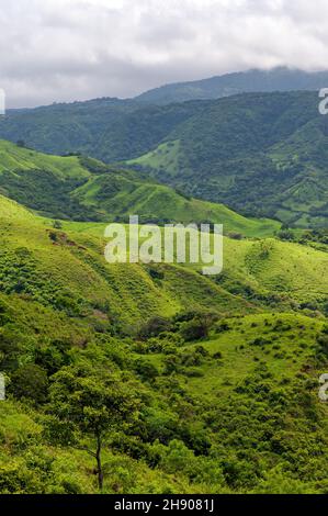 Foresta nuvolosa di Monteverde in formato verticale, Costa Rica, America Centrale. Foto Stock