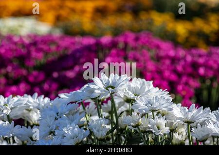 Fiori bianchi di crisantemo coltivato closeup con gocce di rugiada sui petali. Messa a fuoco selettiva Foto Stock