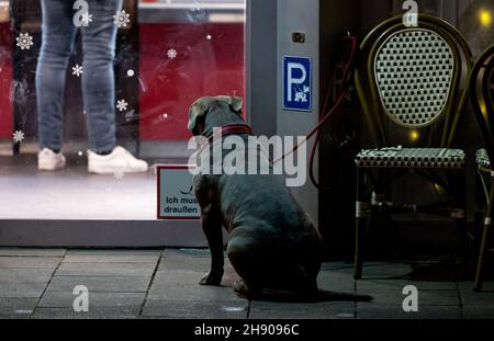 Monaco di Baviera, Germania. 03 dicembre 2021. Un cane attende il suo proprietario fuori da un panificio. Credit: Sven Hoppe/dpa/Alamy Live News Foto Stock