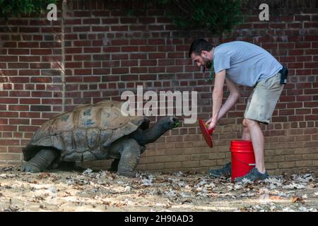 Washington D.C., Stati Uniti d'America – 7 settembre 2016. Guardiano che alimenta la tartaruga gigante delle Galapagos (niger di Chelonoidi) allo Smithsonian National Zoo Foto Stock