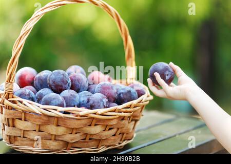 Mano del bambino che prende il raccolto di susina. Prugne in un cestino di vimini sul tavolo di legno. Raccolta di frutta dal giardino. Foto Stock