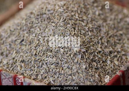 Mucchio di semi di aneto naturale fresco anetum graveolens raccolto da fattoria Foto Stock