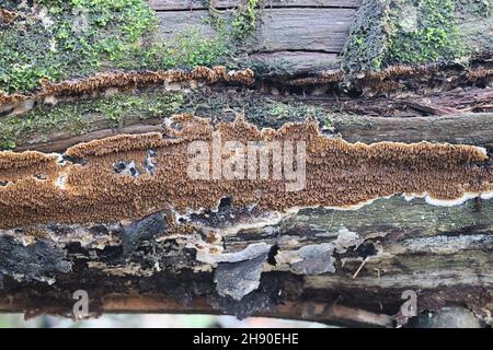 Serpula himantioides, un fungo di marciume secco resupin dalla Finlandia, nessun nome comune inglese Foto Stock