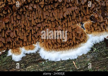 Serpula himantioides, un fungo di marciume secco resupin dalla Finlandia, nessun nome comune inglese Foto Stock