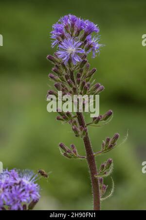 Alpinismo, Cicerbita alpina, in fiore sul margine del bosco, Alpi. Foto Stock