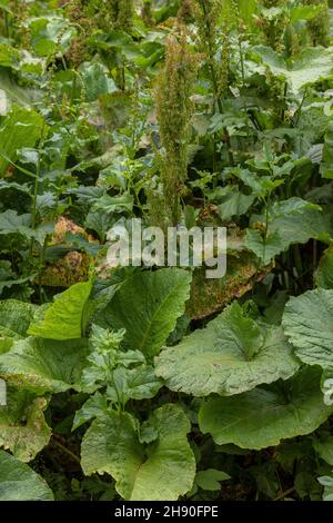 Bacino alpino, Rumex alpinus in fiore. Foto Stock