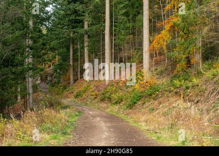 Sentiero e sentieri attraverso Dodd Wood, Forestry England piantagione in Cumbria, Inghilterra, Regno Unito, durante l'autunno o novembre Foto Stock