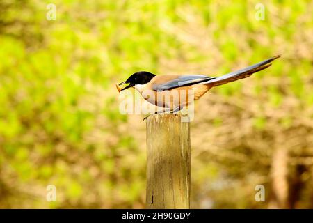 Cyanopica cyanus - la specie di uccelli passerini - Corvidae. Foto Stock