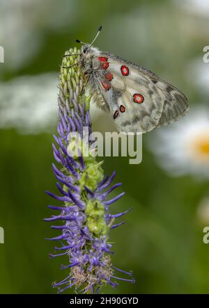 Apollo Butterfly, Parnassius apollo, ruggito su Rampione, Alpi Marittime. Foto Stock