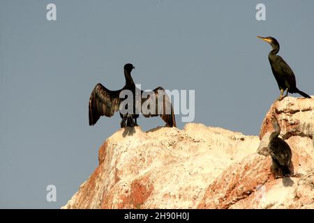 Il Cormorano di Tufted è un uccello della famiglia dei Psittacidi. Foto Stock