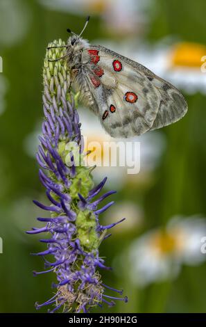 Apollo Butterfly, Parnassius apollo, ruggito su Rampione, Alpi Marittime. Foto Stock