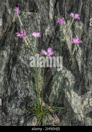 Legno rosa, Dianthus saxicola o Dianthus sylvestris in fiore sulle rocce, Alpi Marittime, Francia. Foto Stock