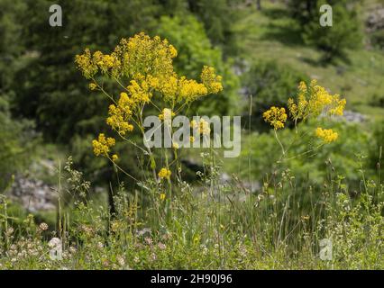 WOAD, Isatis tinctoria in fiore sulla strada. Foto Stock