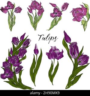 Set vettoriale di fiori tulipani Illustrazione Vettoriale