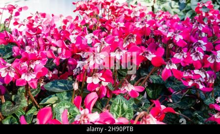 Rosa Djix Cyclamens fiori in fiore, fuoco selettivo Foto Stock