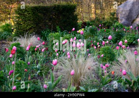 Tulipani,tulipa,tulipa,tulipa,tulipa,tulipa rosa,tulipani rosa,giardino in primavera,tulipani in fiore,giardino in primavera,tulipani e erba,tulipani e gr Foto Stock