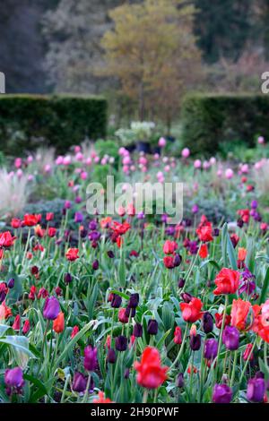 Tulip display, tulipani, tulipa, tulipano merlot, tulipa continentale, tulipa negrita, tulipa nero eroe, tulipa ciliegia delizia, giardini, primavera, rosso rosa viola scuro Foto Stock