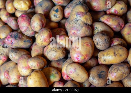 Primo piano tuberi di patate, colore giallo con occhi rosa. Un mucchio di patate appena scavate Foto Stock