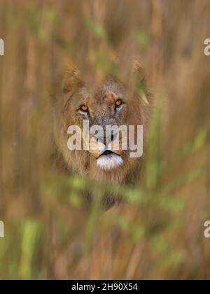 Maschio adulto Lion Panthera leo Captive ritratto Foto Stock