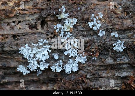 Muffa di lime corallo bianco, Ceratiomyxa fruticulosa, fase di sviluppo precoce Foto Stock