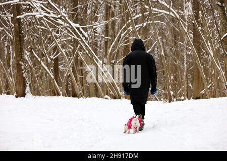 Uomo solitario che cammina un cane nel parco invernale. Concetto di clima freddo della neve, tempo libero e allenamento mattutino Foto Stock