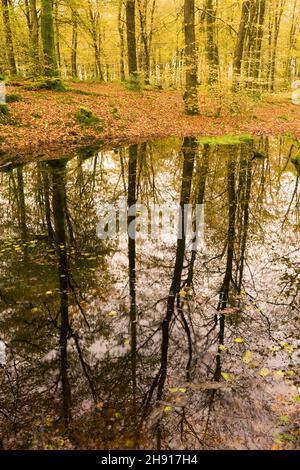 Faggio comune (Fagus sylvatica) alberi di colore autunnale a Beacon Hill Wood nelle colline Mendip vicino Shepton Mallet, Somerset, Inghilterra. Foto Stock