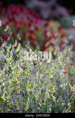 Nicotiana alata Lime Green, pianta del tabacco, lime verde fiore, fiori, fiori, profumo, profumato, annuale, annuale, fiori, RM floreale Foto Stock