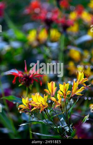 Alstroemeria dolce Laura, Monarda jacob Cline, fiori gialli arancio, fiori, fiori, fioritura, tenero perenne, pianta mista, RM Floral Foto Stock