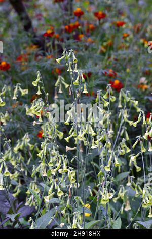 Nicotiana alata Lime Green, pianta del tabacco, lime verde fiore, fiori, fiori, profumo, profumato, annuale, annuale, fiori, RM floreale Foto Stock