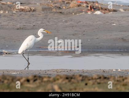 Greet maggiore in cerca di cibo Foto Stock