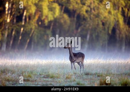 Daini nella nebbia Foto Stock