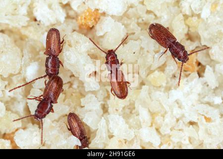 Criptolestes ferrugineus è un coleottero della famiglia dei Laemophloeidae. Foto Stock