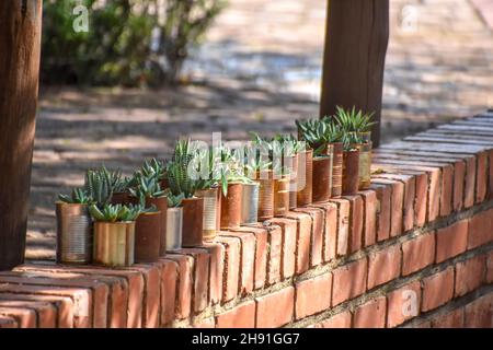 Piante succulente in tini o pentole di metallo usate per decorazione esterna della casa con modelli differenti su una parete di mattone come un piccolo giardino progettato per conf Foto Stock