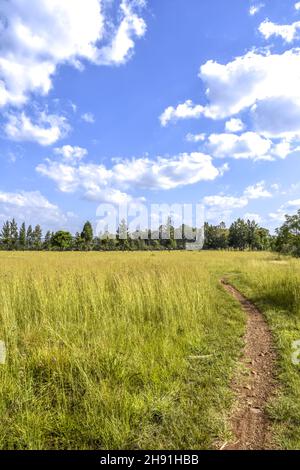 Una vista paesaggistica in Pretoria orientale con alberi all'orizzonte prati e un cielo blu con nuvole e colline sullo sfondo in una luminosa giornata di sole wi Foto Stock