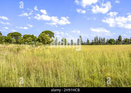 Una vista paesaggistica in Pretoria orientale con alberi all'orizzonte prati e un cielo blu con nuvole e colline sullo sfondo in una luminosa giornata di sole wi Foto Stock
