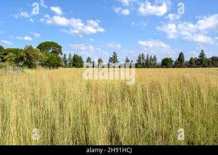 Una vista paesaggistica in Pretoria Sud africa orientale con alberi all'orizzonte prati e un cielo blu con le nuvole sullo sfondo in una luminosa giornata di sole Foto Stock