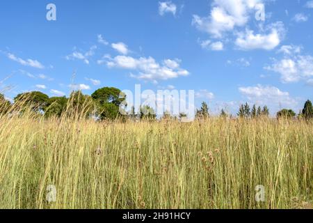 Una vista paesaggistica in Pretoria Sud africa orientale con alberi all'orizzonte prati e un cielo blu con le nuvole sullo sfondo in una luminosa giornata di sole Foto Stock