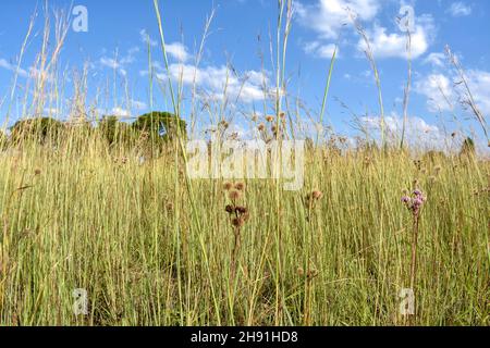 Una vista paesaggistica in Pretoria Sud africa orientale con alberi all'orizzonte prati e un cielo blu con nuvole e colline sullo sfondo su un luminoso Foto Stock