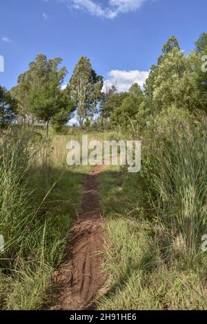 Una vista paesaggistica in Pretoria Sud africa orientale con prati alberati e un cielo blu con nuvole e colline sullo sfondo in una luminosa giornata di sole con Foto Stock