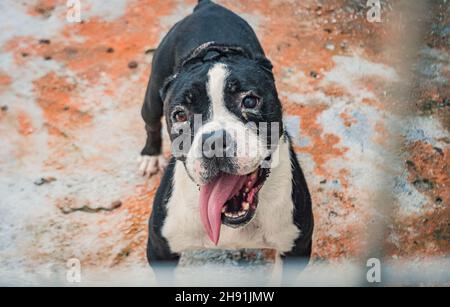 Cane di razza mista in rifugio in attesa di essere salvato e adottato in nuova casa. Foto Stock