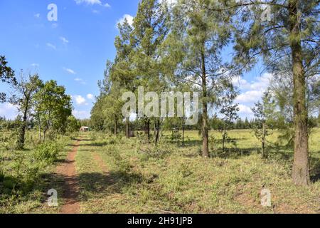 Una vista paesaggistica nella Pretoria orientale con prati alberati e un cielo blu con nuvole e colline sullo sfondo in una giornata luminosa e soleggiata con erba alta Foto Stock