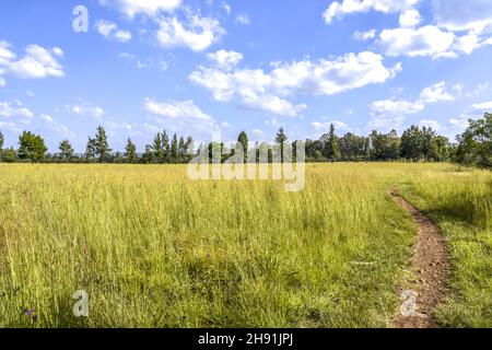 Una vista paesaggistica in Pretoria orientale con alberi all'orizzonte prati e un cielo blu con nuvole e colline sullo sfondo in una luminosa giornata di sole wi Foto Stock