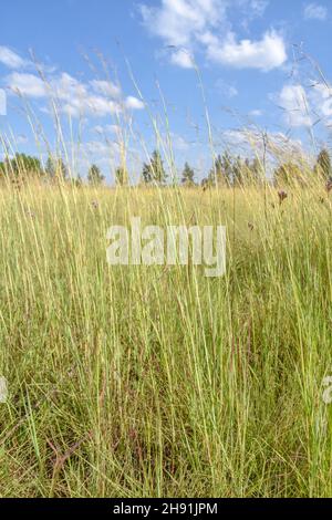 Una vista paesaggistica in Pretoria Sud africa orientale con alberi all'orizzonte prati e un cielo blu con nuvole e colline sullo sfondo su un luminoso Foto Stock