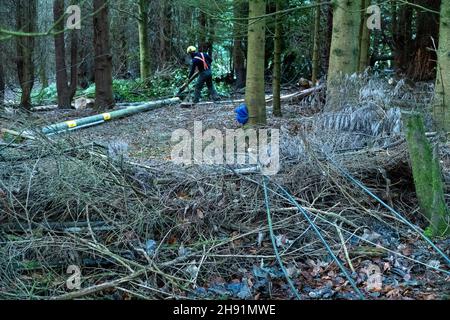 St Cyrus, Aberdeenshire, Scozia, 3 dicembre 2021: Nella foto: Ingegneri SSEN che sradica alberi e detriti che hanno abbassato linee elettriche a bassa tensione alla periferia di St Cyrus. Le proprietà in questa zona sono state senza alimentazione per 7 giorni. Gli ingegneri hanno lavorato lungo la rete elettrica, dall'alta tensione alla media tensione, e infine ai sistemi a bassa tensione, che sono le linee elettriche che si vedono entrare nelle nostre case. Gli ingegneri lavorano in condizioni pericolose, hanno lavorato per lunghe ore cercando di ripristinare l'alimentazione alle case. Credit:Barry Nixon/Alamy Live News Foto Stock