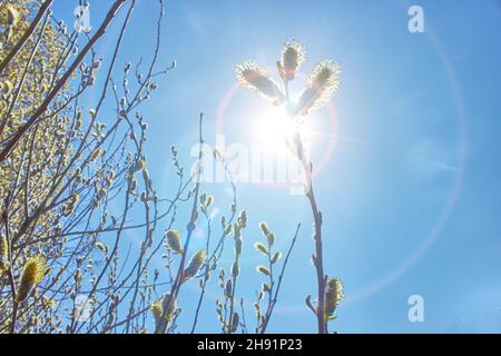 Il sole splende attraverso rami alberi. Willow contro il cielo blu. Sole di primavera in una giornata di sole. Foto Stock