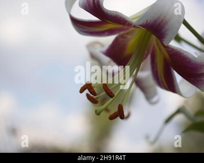 Un grande fiore di giglio preso in primo piano. Un bel fiore su uno sfondo sfocato. Foto Stock