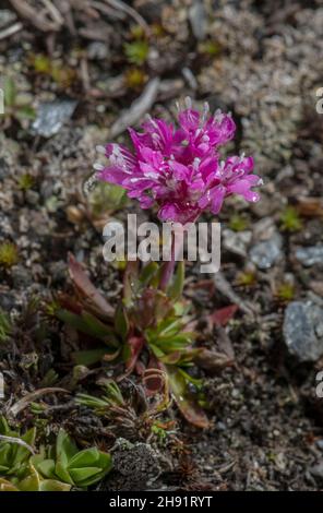 Mosca alpina rossa, Silene suecica, in fiore in tundra ad alta quota, Alpi francesi. Foto Stock