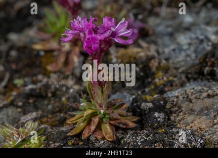 Mosca alpina rossa, Silene suecica, in fiore in tundra ad alta quota, Alpi francesi. Foto Stock