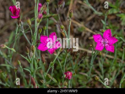 Rosa fanciulla, Dianthus deltoides in fiore. Foto Stock