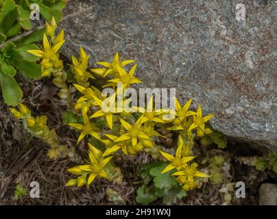 Mordente stonecrop, Sedum acro, in fiore. Foto Stock